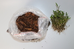 石斛苗 买家秀  铁皮石斛种植