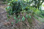 芒果树挂果