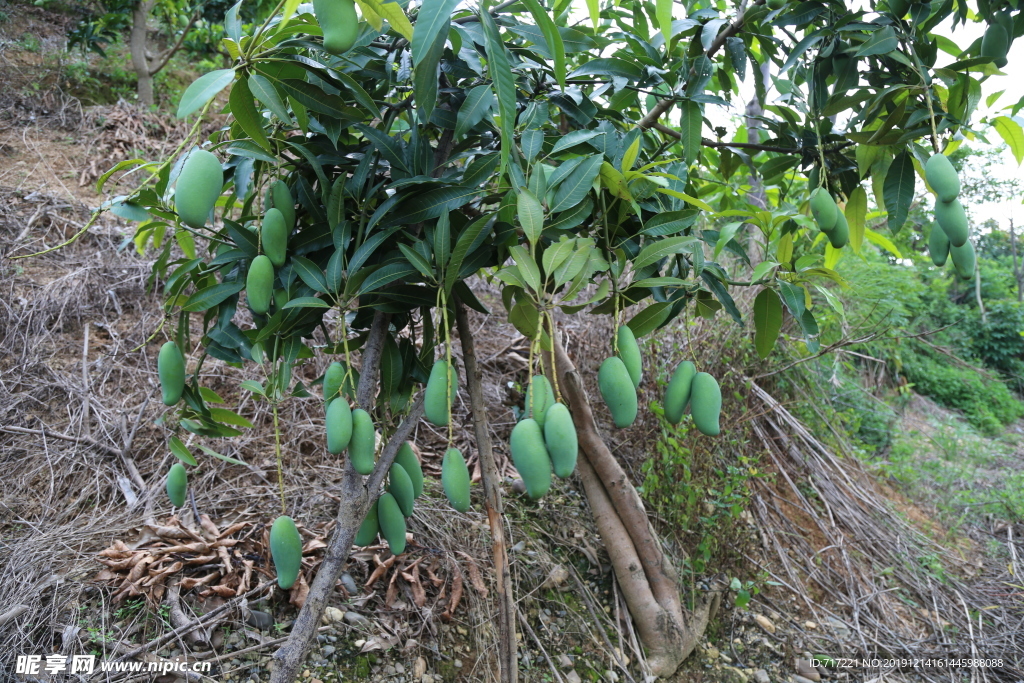 芒果树挂果