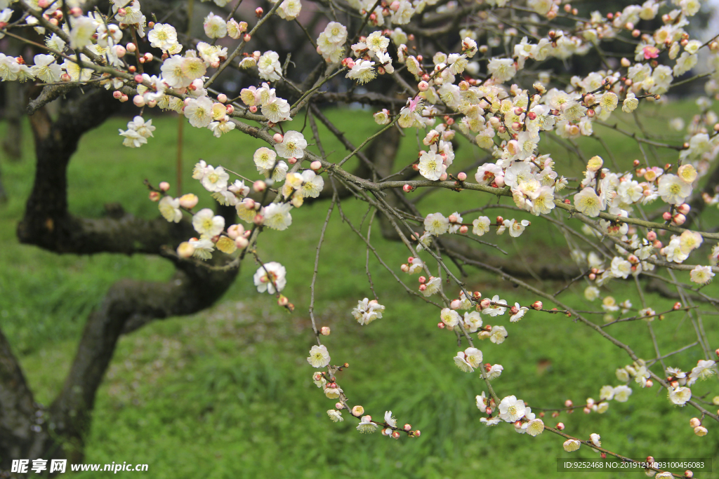 梅花