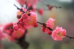 梅花盛开