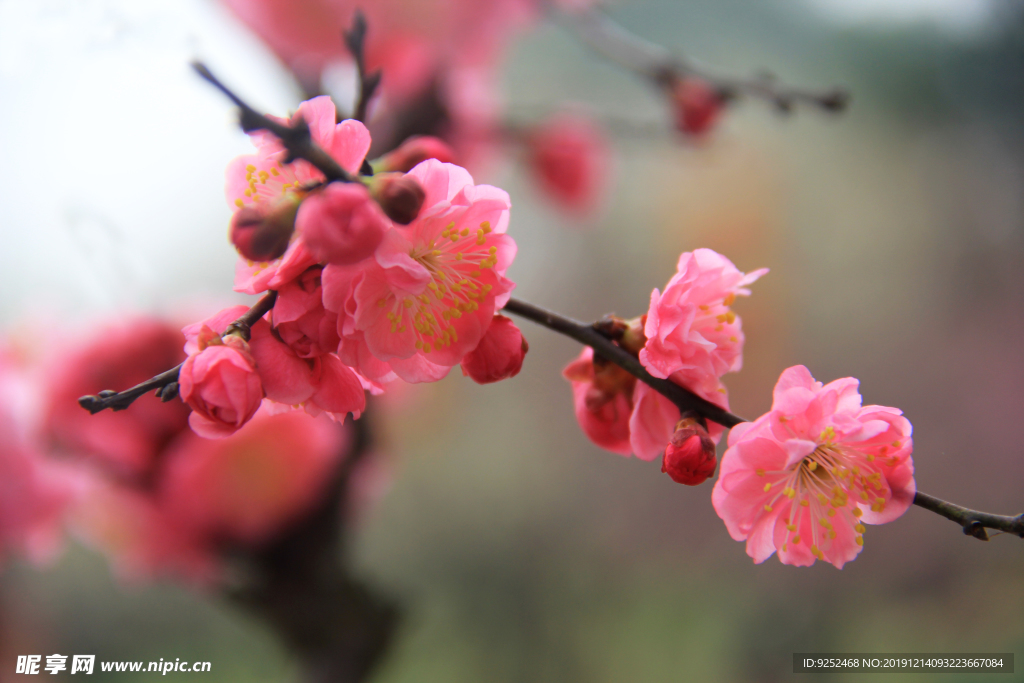 梅花盛开
