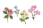 手绘鲜花