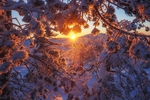 冬天大雪阳光风景树木