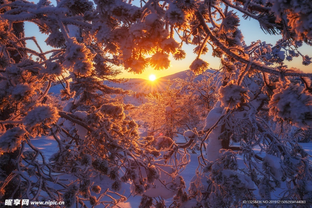 冬天大雪阳光风景树木