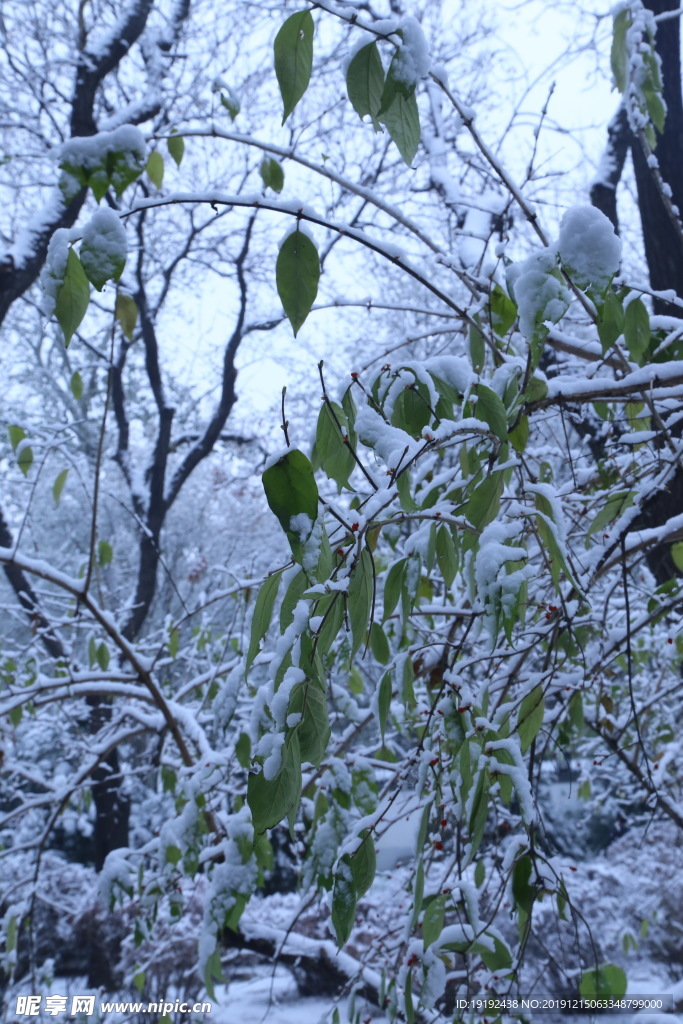 冬日初雪