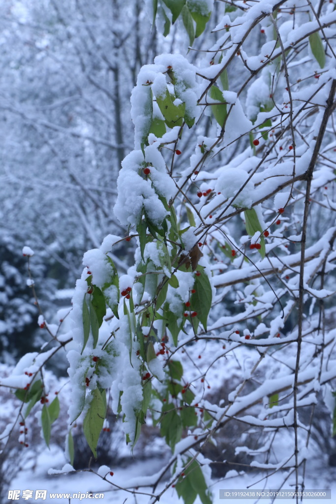 冬日初雪