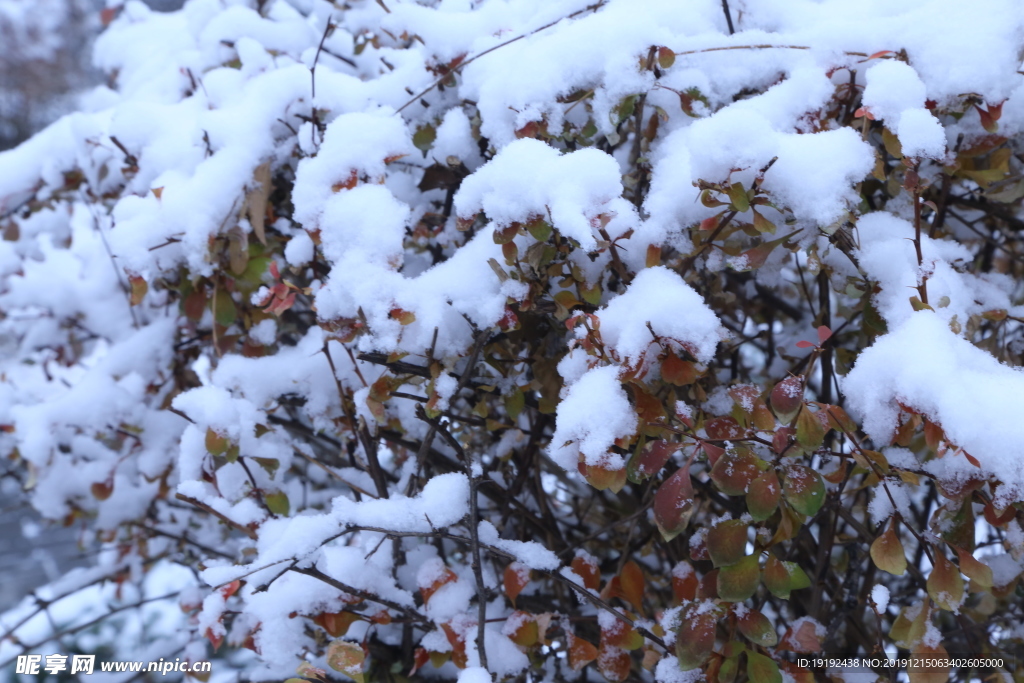 冬日初雪