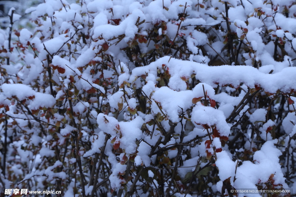 冬日初雪