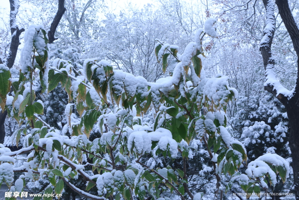 冬日初雪