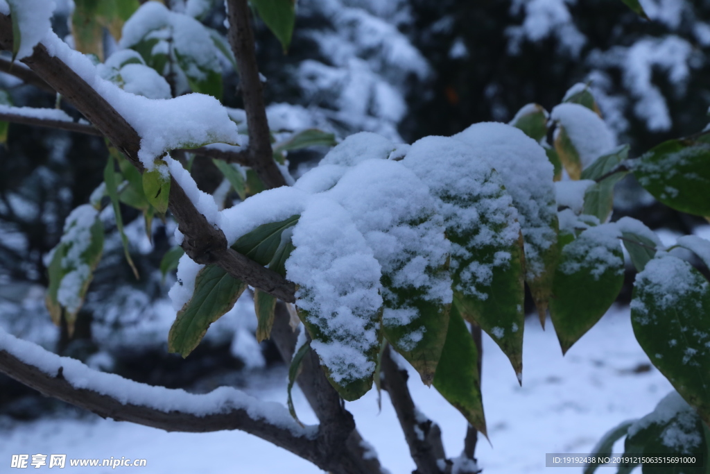 冬日初雪