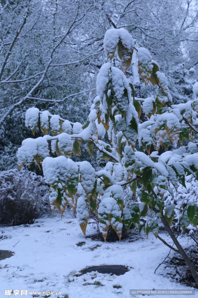 冬日初雪