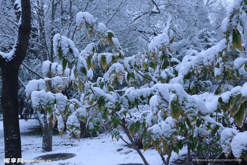 冬日初雪