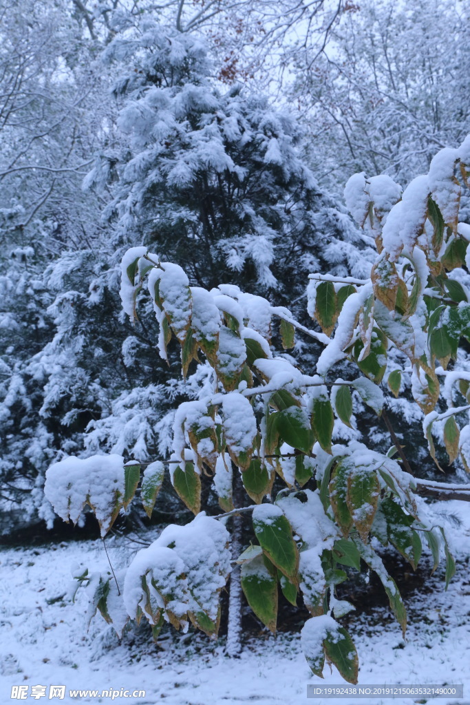 冬日初雪