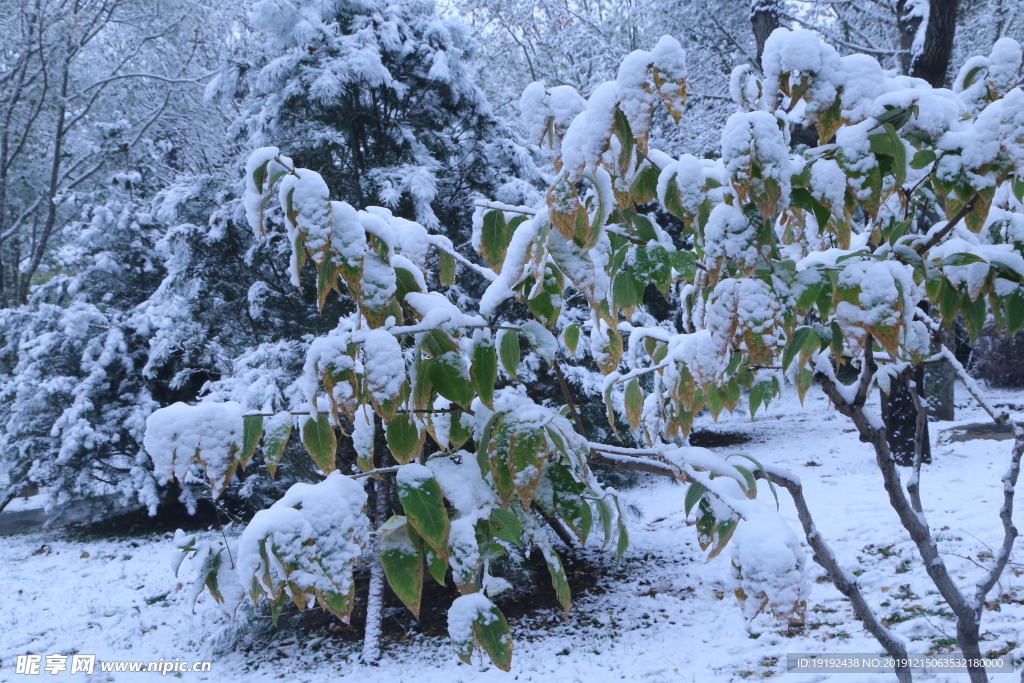 冬日初雪