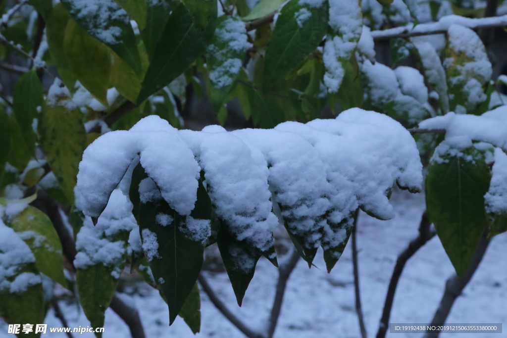 冬日初雪
