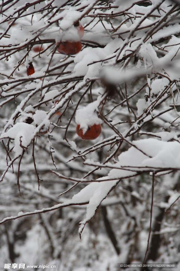 雪梅