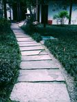 林间路 林间小道  大树 绿色