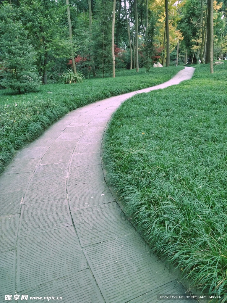 林间路 林间小道 大树 绿草