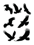 鸽子剪影