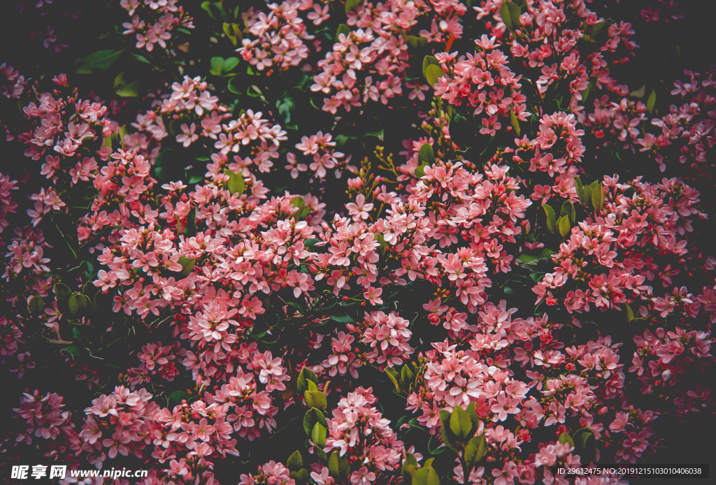 花