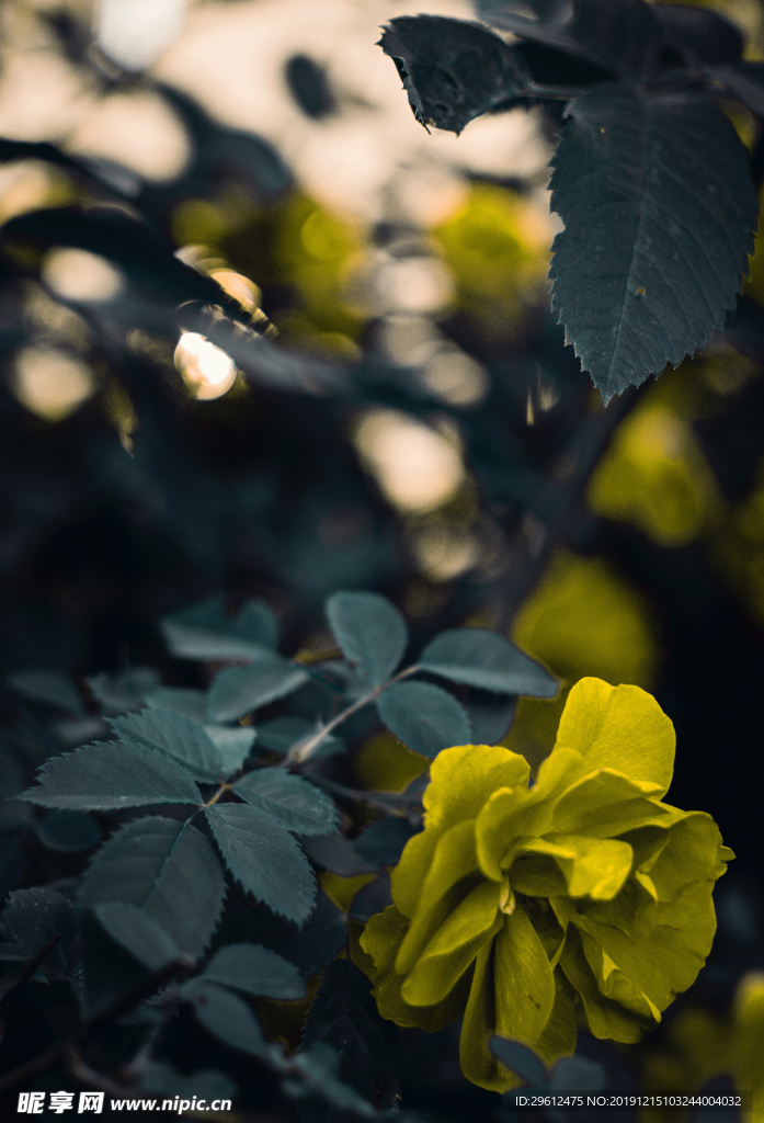 花