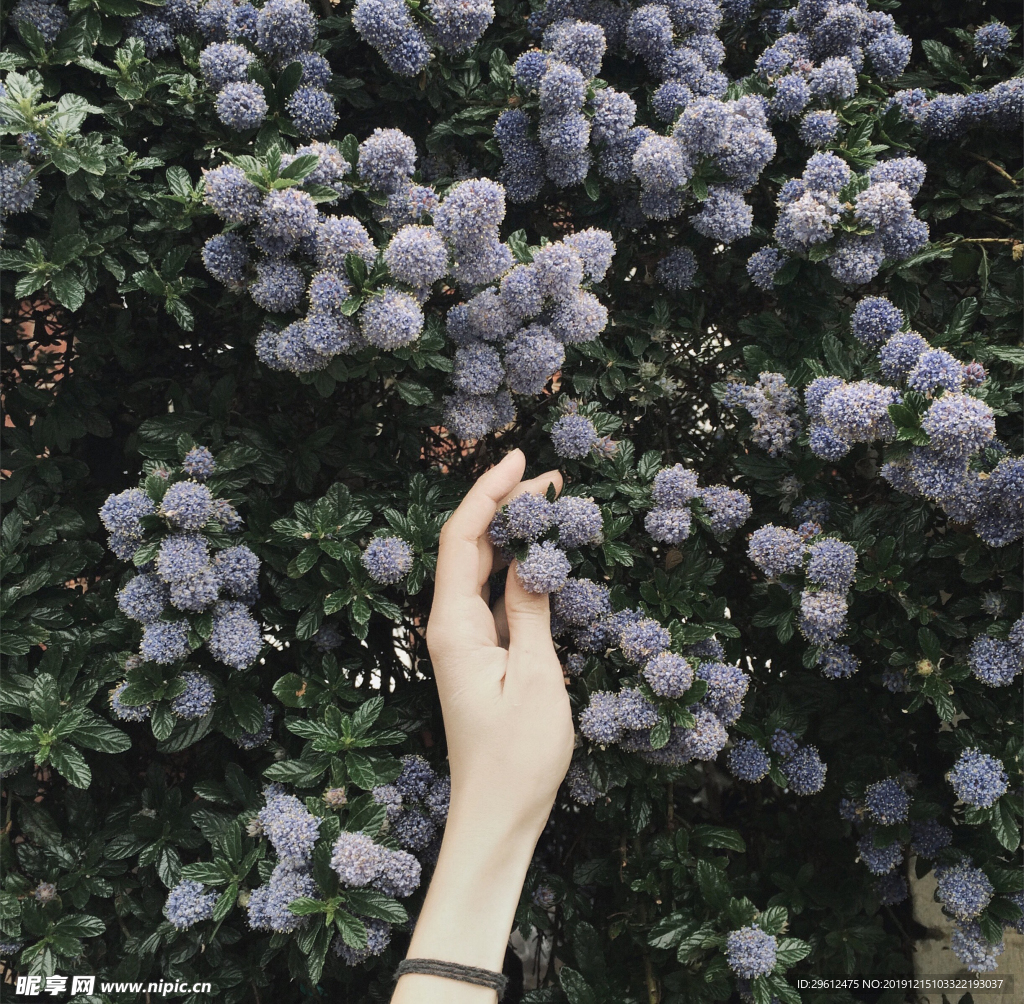 花