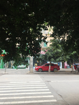 树荫 街道 斑马线