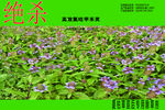 夏枯草绝杀