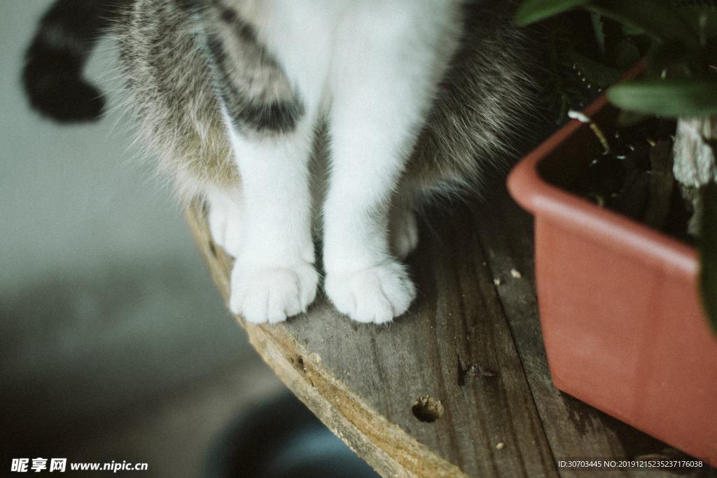 猫的小爪
