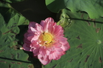 莲花