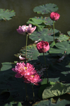 荷花池