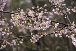 山樱花