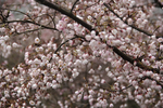 山樱