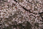 樱花枝