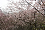 花丛