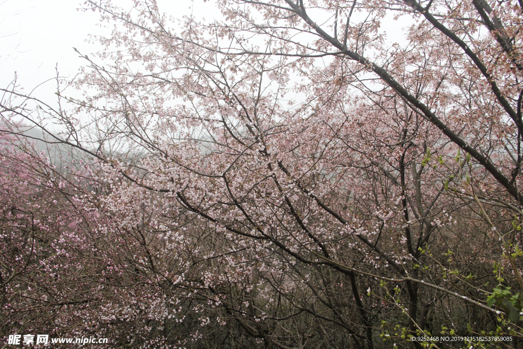 花丛
