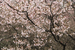 樱花枝