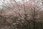 山樱花