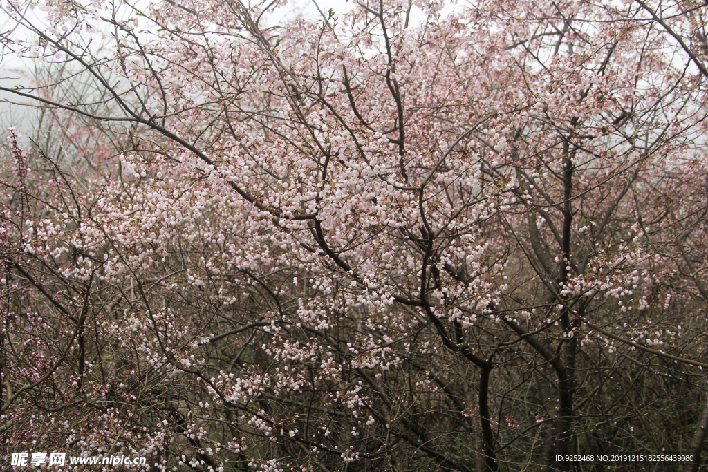山樱花