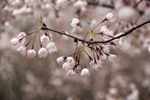 大山里的樱花