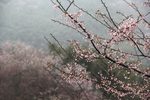 山樱花