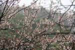 大山里的樱花