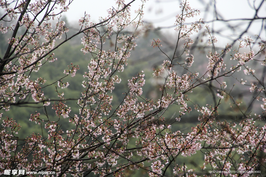 大山里的樱花