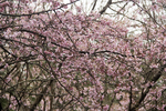 花丛