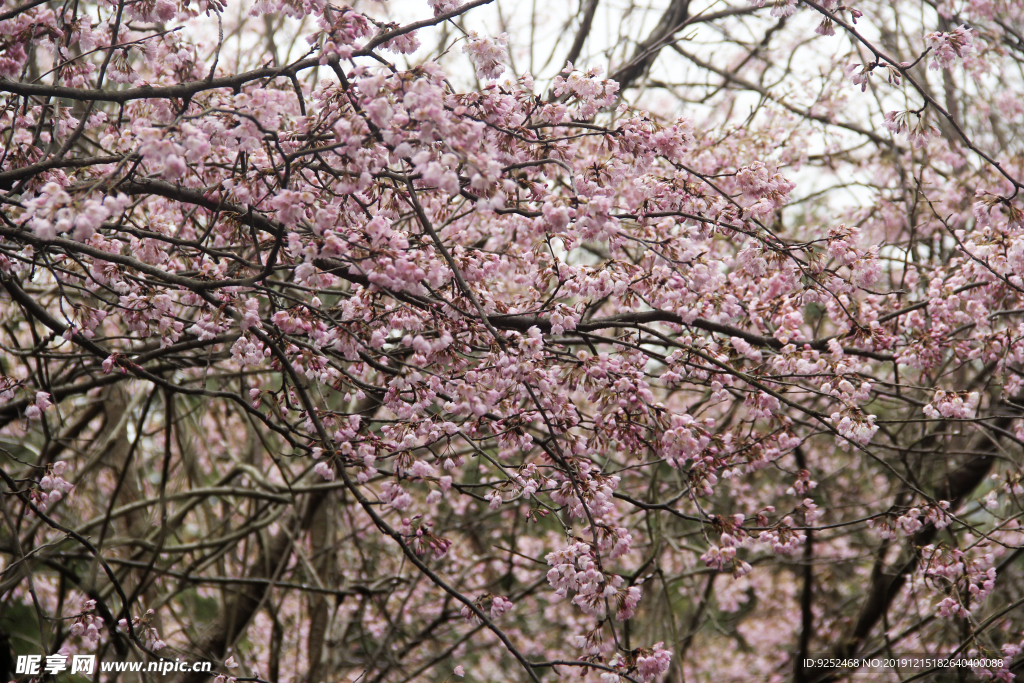 花丛