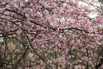 樱花枝