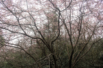 山樱花