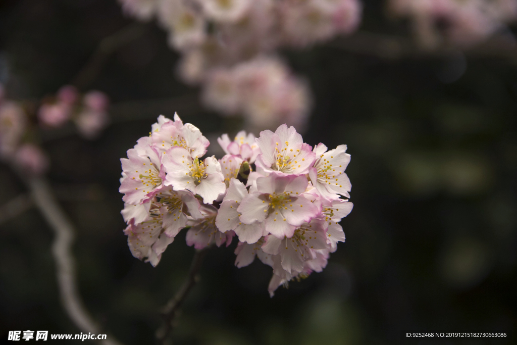 樱花