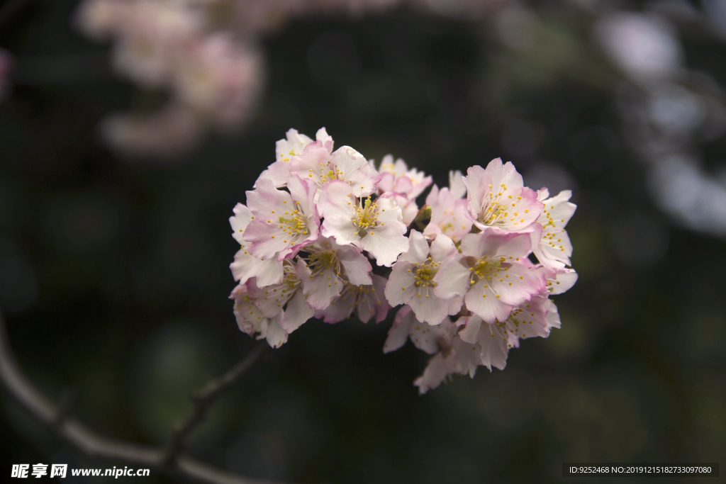 红樱花